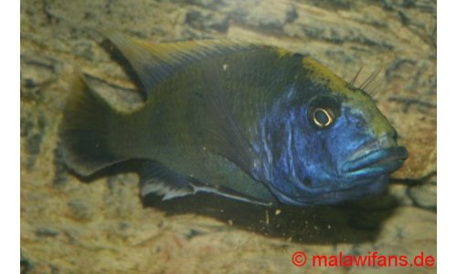 Nimbochromis venustus